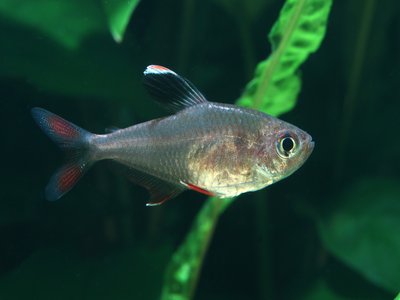 Tetra