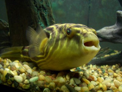 Tetraodon