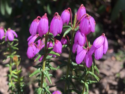 Tetratheca