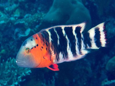 Thalliurus