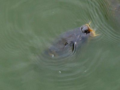 Thames Carp