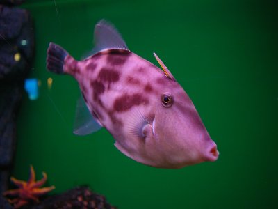 Thamnaconus