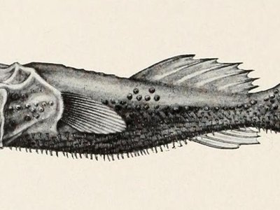 Thaumatichthys