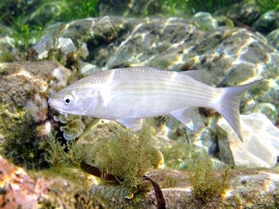 Thicklip Grey Mullet