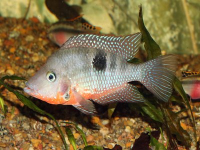 Thorichthys