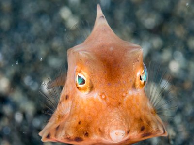 Thornback Cowfish