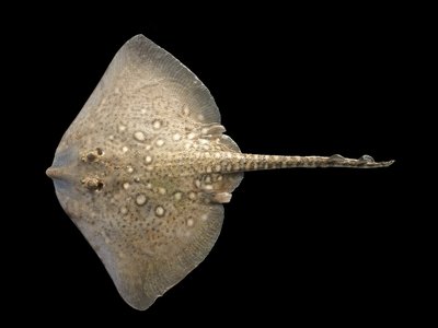 Thornback Skate