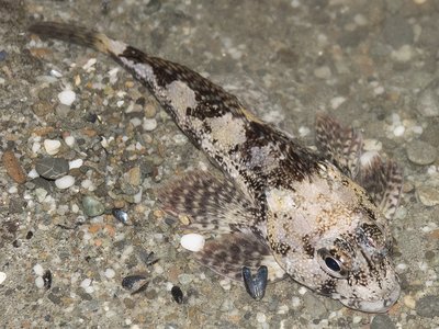 Thornfish