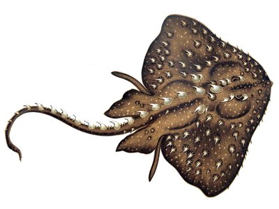 Thorny Skate