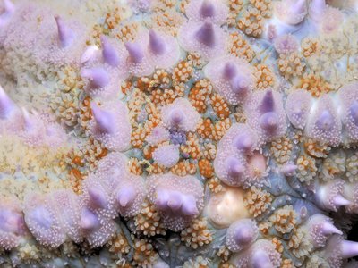 Thorny Starfish
