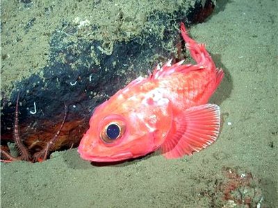 Thornyhead