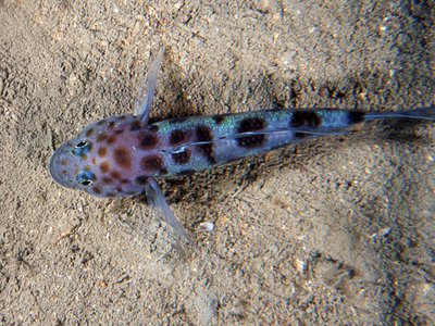 Thorogobius
