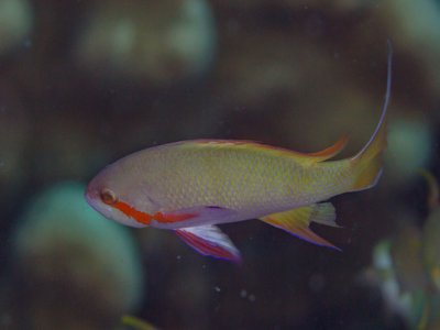 Threadfin Anthias