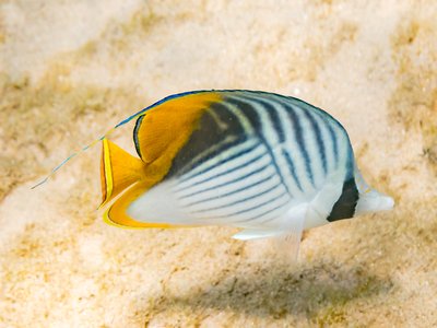 Threadfin Butterflyfish