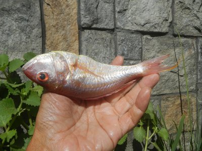 Threadfin Goatfish