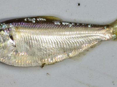 Threadfin Shad