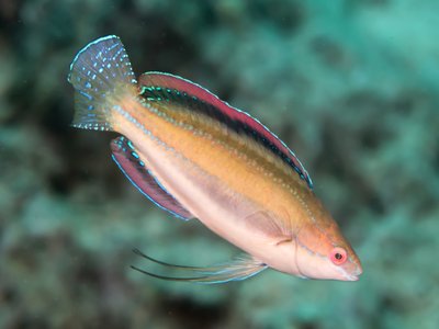 Threadfin Wrasse