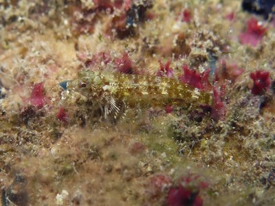 Threefin Blenny