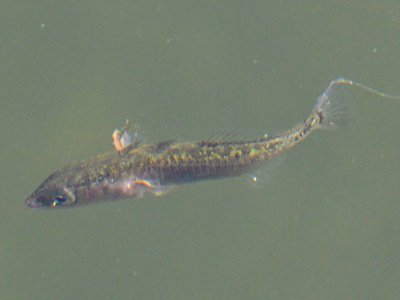 Threespine Stickleback