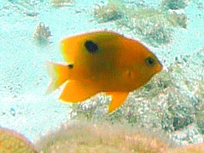 Threespot Damselfish