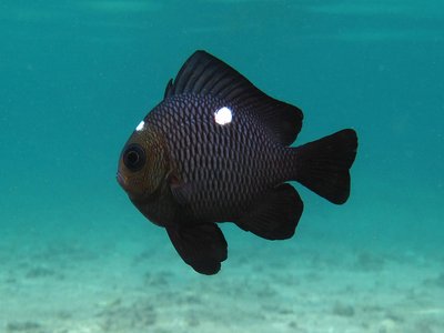 Threespot Dascyllus