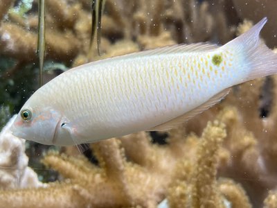 Threespot Wrasse