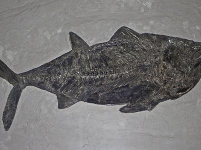 Thunnus