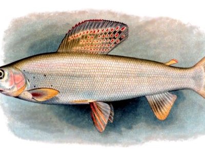 Thymallidae