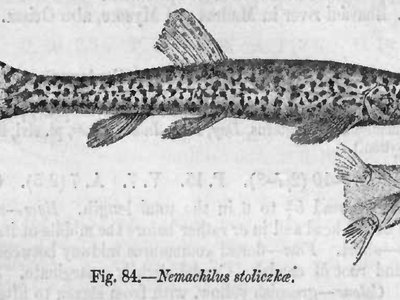 Tibetan Stone Loach