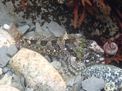 Tidepool Sculpin