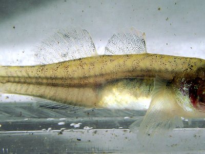 Tidewater Goby