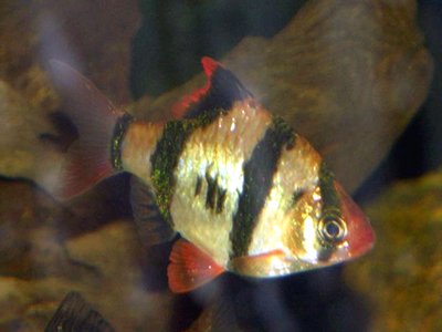 Tiger Barb