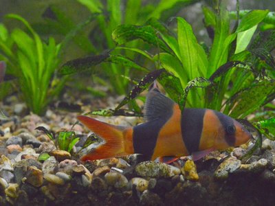Tiger Loach