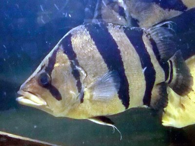 Tiger Perch