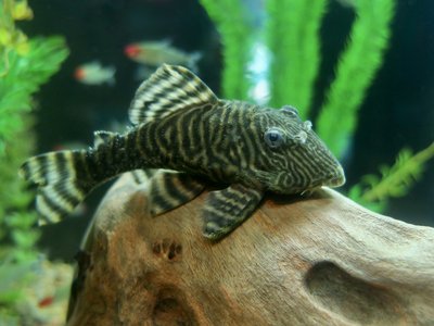 Tiger Pleco