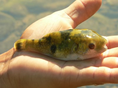 Tiger Puffer