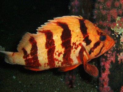 Tiger Rockfish