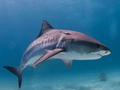 Tiger Shark