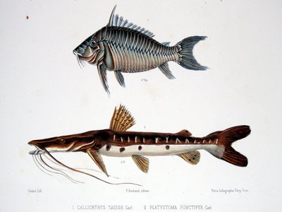 Tiger Shovelnose Catfish