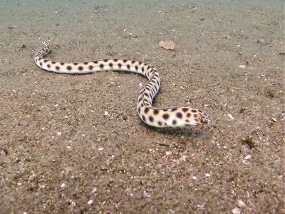 Tiger Snake Eel
