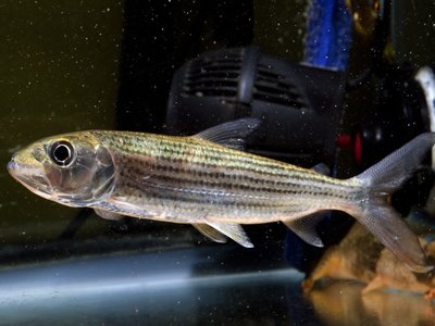 Tigerfish