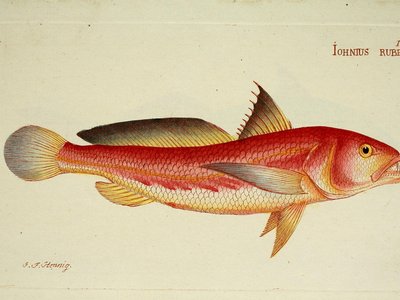 Tigertooth Croaker
