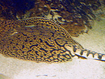 Tigre River Stingray
