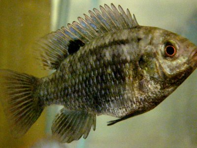Tilapia