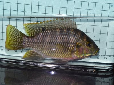Tilapia zillii