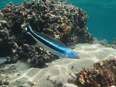 Tilefish