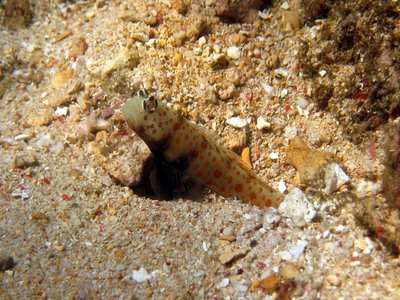 Timor Coral Goby