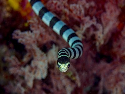 Timor Sea Snake Eel