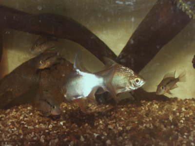 Tinfoil Barb