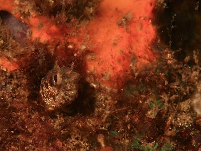 Tiny Blenny